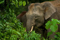 Head portrait of Borneo Pygmy elephant (Elephaa maximus borneensis) feeding on forest vegetation. Borneo