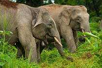 A group of  Borneo Pygmy elephants (Elephaa maximus borneensis) feeding on forest vegetation. Borneo