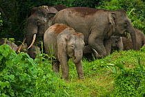 A group of Borneo Pygmy elephants (Elephaa maximus borneensis) feeding on forest vegetation, including a juvenile, and large male with a radio collar. Borneo
