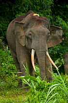 Head portrait of Borneo Pygmy elephant (Elephaa maximus borneensis) feeding on forest vegetation. Borneo