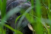Head portrait of young male Borneo Pygmy elephant (Elephas maximus borneensis) peering at the photographer through tall grass. Kinabatangan sanctuary, Borneo, Malaysia