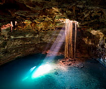 Cenote Samula (sink hole) with elongated roots of a Fig tree (Ficus sp) from ground level descending to the subterranian tourquoise coloured water below. Rays of sulight pass through the hole to illum...