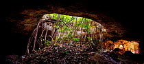 Roots of Fig trees (Ficus sp) growing in the collapsed Cenote Oxpeejool (sink hole), near Tekax, Yucatan, Mexico. Afternoon light illuminates the elongated cavern on the right. October 2009