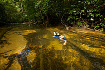 Young boy (model released) snorkeling in a rainforest stream. Borneo, July 2007