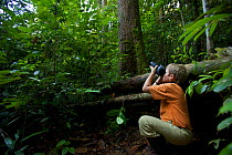 Young boy (model released) 9 years of age, photographing a wild orangutan in the rainforest in Borneo. July 2007