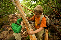 Two young children (brother and sister, model released) examining the bark of a Tristania tree, Borneo. July 2007