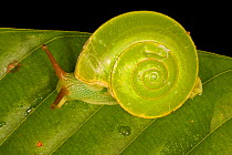 Rainforest snail on a leaf, tropical rainforest,  Borneo