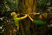 Young boy helps his mother (orangutan researcher Cheryl Knott) measure the diameter of an orangutan food tree (Artocarpus sp.) with a measuring tape.  Borneo, July 2007. Model released