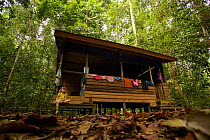 Young girl (model released) at hut known as the "beach house" at the research station in Gunung Palung NP Borneo, July 2007