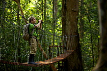 A young boy (model released) aged 9, crossing the suspension bridge over the river at the research station in Gunung Palung NP, Borneo. July