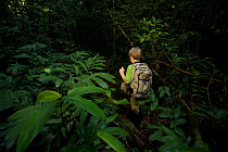 A young boy (model released) aged 9, hiking in the rainforest in Borneo. July 2007