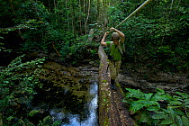 A young boy (model released) aged 9, crossing a fallen tree bridge with a hand rope that spans the river, at the research station in Gunung Palung NP. Borneo. July 2007