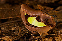Plain Nawab butterfly (Polyura hebe plautus) at rest on florest floor, Borneo