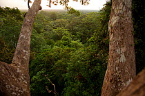 View of lowland forest, canopy, Gunung Palung National Park, Borneo. July 2007