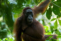 Adult female Bornean Orangutan (Pongo pygmaeus) named Beth, sitting on tree branch, Borneo, July 2007