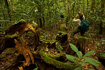 Orangutan researcher Cheryl Knott (model released)watches a wild Orangutan in the rainforest in Borneo, July 2007