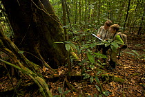 Orangutan researcher Cheryl Knott shows  her young son (both model released) a data sheet where she records behavioral data on wild Orangutans. Borneo, July 2007