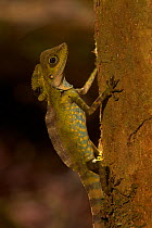 Portrait of male Giant angle-headed lizard (Gonocephalus grandis) low on a tree trunk in the lowland rain forest of Borneo.