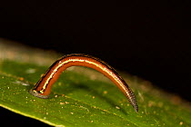 Close up of Tiger Leech (Haemadipsa picta) on a leaf in tropical rainforest, waiting for passing victim. Borneo