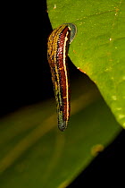Close up of Tiger leech (Haemadipsa picta) on a leaf in tropical rainforest, waiting for passing victim. Borneo