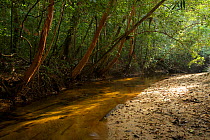 Rainforest stream with orange barked Tristania trees in Gunung Palung, Borneo, July 2007