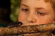 Close up of young boy aged 9 (model released) watching a Giant Pill millipede (Sphaerotherium) Borneo, July 2007
