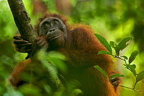 Adult female Bornean Orangutan (Pongo pygmaeus) resting on a large vine in the wild, in Gunung Palung NP, Borneo.