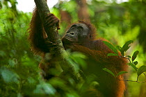 Adult female Bornean Orangutan (Pongo pygmaeus) called Beth, resting on a large vine in the wild, Gunung Palung NP, Borneo.