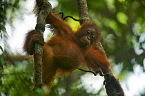 Juvenile female Bornean Orangutan (Pongo pygmaeus) called Betsy (daughter of Beth) hanging from vine, Gunung Palung NP, Borneo.
