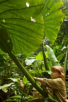 Young girl (model released) standing under Giant Elephant Ear plant leaf (Alocasia sp.) tropical rainforest, Borneo, July 2007
