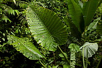 Giant Elephant Ear plant leaf (Alocasia sp.) tropical rainforest, Borneo, July 2007