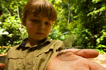 Young girl (model released) with a dragonfly in the palm of her hand, tropical rainforest, Borneo, July 2007