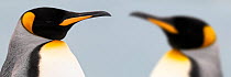 King Penguins (Aptenodytes patagonicus) double head portrait, one some distance behnid the other, on the beach at Salisbury Plain, South Georgia, South Atlantic. January.