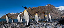 King Penguins (Aptenodytes patagonicus) walking along beach, at breeding colony. Gold Harbour, South Georgia, South Atlantic. January. (digitally stitched image)