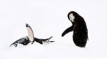 Chin-strap Penguin (Pygoscelis antarcticus) displaying. Half-Moon Island, South Shetland Islands, Antarctica. February. (digitally stitched image)