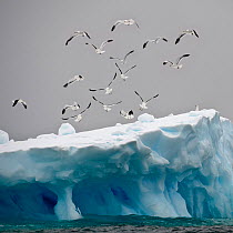 Flock of Kelp / Southern black backed Gulls (Larus dominicanus) flying over iceberg. Graham Passage, Antarctic Peninsula, Antarctica. February. (digitally altered image)