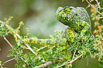 RF- Adult Flap-necked Chameleon (Chamaeleo dilepis). Ndutu Safari Lodge, Ngorongoro Conservation Area, Tanzania. February. (This image may be licensed either as rights managed or royalty free.)