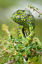 Adult Flap-necked Chameleon (Chameleo dilepis). Ndutu Safari Lodge, Ngorongoro Conservation Area, Tanzania. February.