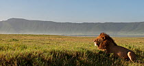 African Lion (Panthera leo) male in Ngorongoro Crater. Ngorongoro Conservation Area, Tanzania. March 2010. (digitally stitched image)