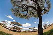 Acacia and Ndutu Safari Lodge. Ngorongoro Conservation Area / Serengeti National Park, Tanzania. March 2010.