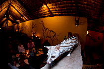 Common Genet (Genetta genetta) in restaurant of Ndutu Lodge. Ngorongoro Conservation Area, Tanzania. March 2010.