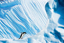 RF- Adelie Penguin (Pygoscelis adeliae) on iceberg. Yalour Islands, Antarctic Peninsula, Antarctica. February. (This image may be licensed either as rights managed or royalty free.)