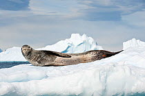 Leopard Seal (Hydrurga leptonyx) lying on ice floes, Yalour Islands, Antarctic Peninsula, Antarctica.