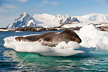 Leopard Seal (Hydrurga leptonyx) lying on ice flows, Vernadsky, Antarctic Peninsula, Antarctica.