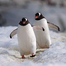 Two Gentoo Penguins (Pygoscelis papua) walking  in snow, Peterman Island, Antarctic Peninsula, Antarctica. February.