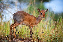 Kirk's Dik-Dik (Madoqua kirki) male standing in tall grass, Tarangire National Park, Tanzania.