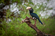 Silvery-cheeked Hornbill (Bycanistes brevis) adult perched on dead branch, Lake Manyara National Park, Tanzania. March.