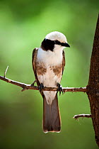 Northern White-crowned Shrike (Eurocephalus rueppelli) perched on branch, Tarangire National Park, Tanzania. March.