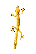Lined Leaf-tailed Gecko (Uroplatus lineatus). From Masoala National Park, Madagascar.