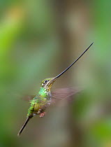 Sword-billed Hummingbird (Ensifera ensifera). Yanacocha montane forest, Ecuador. May.